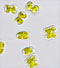 Cosmocladlum perissum